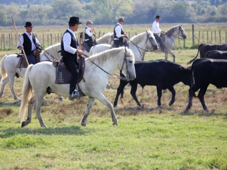 séminaire entreprise camargue