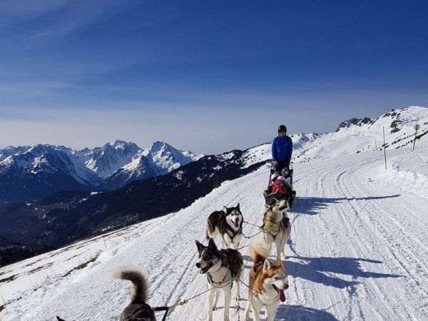 Chiens de traineau