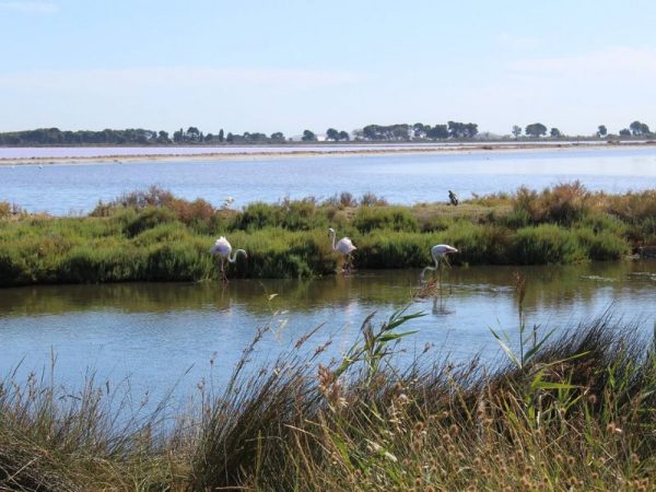 Camargue incentive