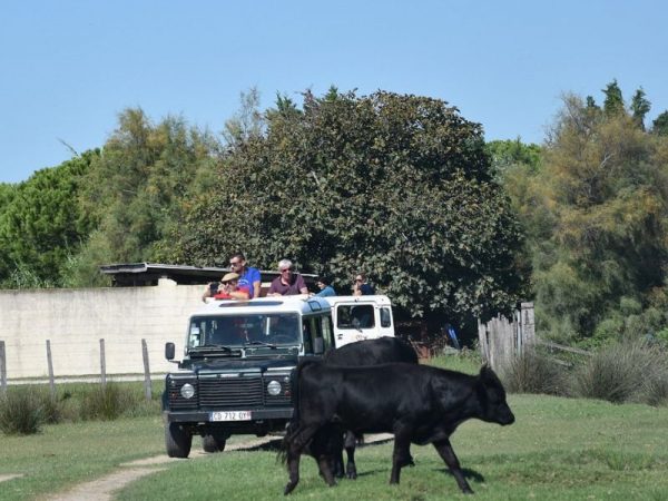 Safari Carmargue