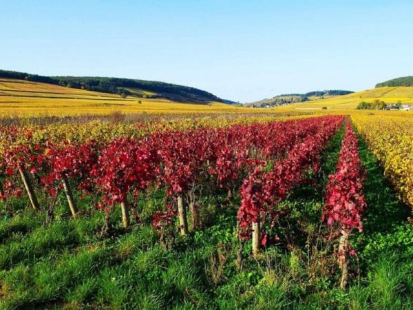 séminaire Lyon Vignes