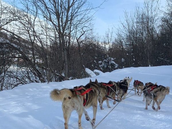 Randonnée chiens de traineaux Jura Séminaire