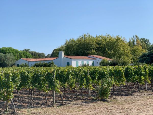 vigne ile d'aix dégustation oenologique séminaire entreprise activité