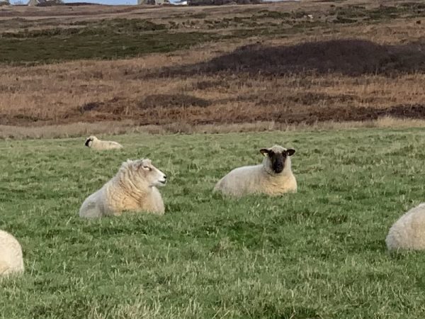 mouton ouessant séminaire incentive espèce endémique