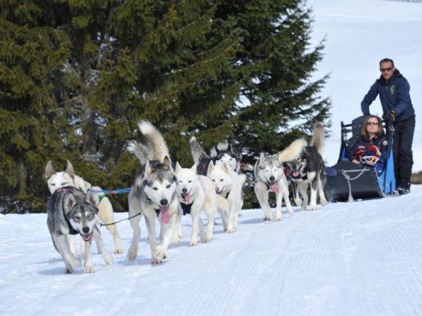 séminaire entreprise pyréenées chiens de traineau