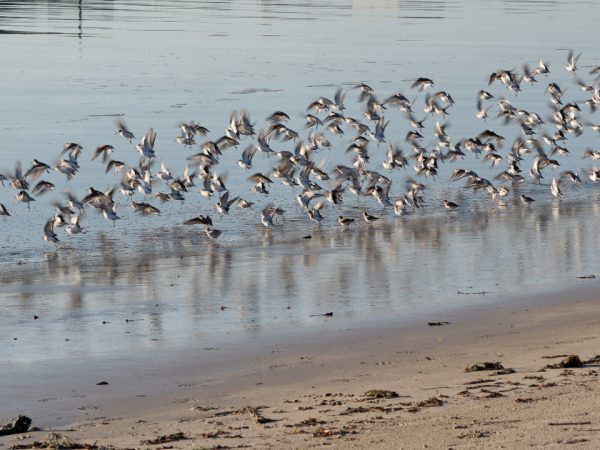tatihou séminaire oiseau convention incentive teambuilding